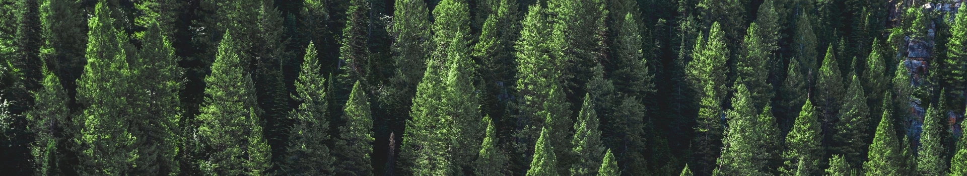 widok drzew w lesie